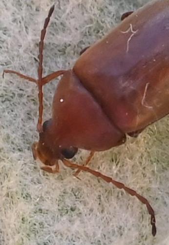 Isomira sp.